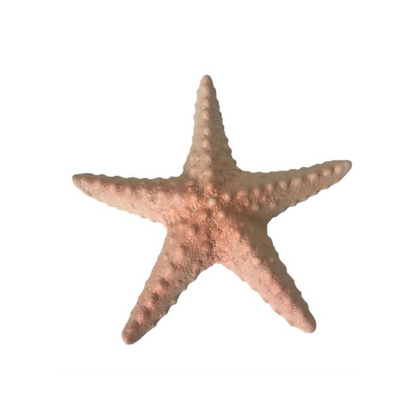 Étoile de mer en céramique 23.5 cm déco