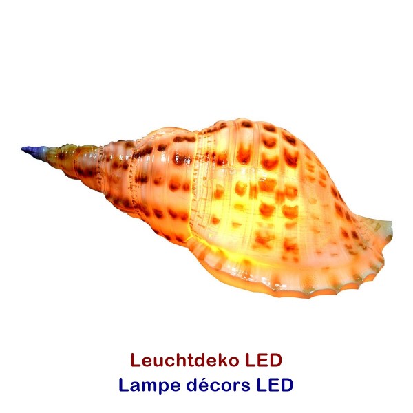 Lampe LED décors coquillage 31x14x12cm